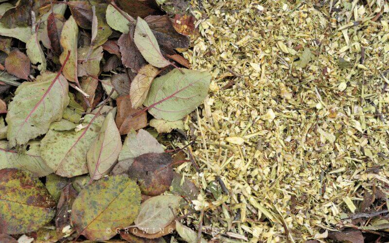 Gather and save all leaves when they fall. Bag leaves and allow them to begin to break down; this creates leaf mold. Use your lawnmower to run over leaves to shred them. Shredded or small leaves are better at allowing water to penetrate and don’t become matted as easily. 