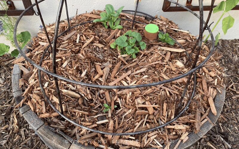 The larger texture of bark and wood chips means they last longer in the garden. They may compete for some nitrogen as the wood chips break down in garden beds. 