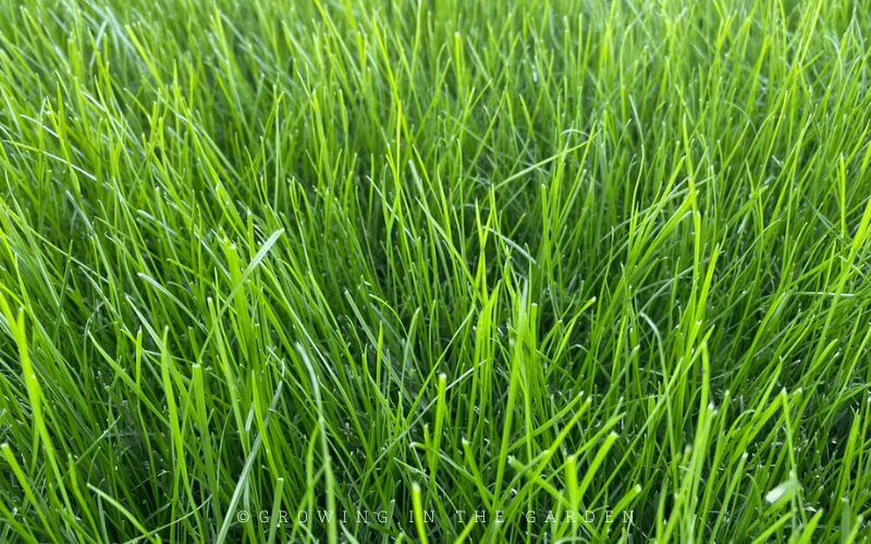 These options for mulch are full of nutrients. Chop up cover crops and let them dry in the sun for a day or two before adding to beds. Do not use grass clippings from Bermuda grass or grass treated with chemical fertilizers, pesticides, or herbicides.