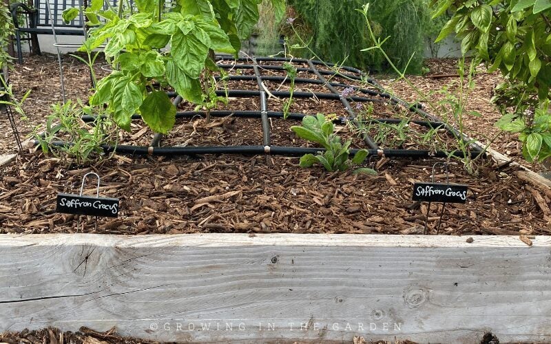 Which mulch to use in your garden