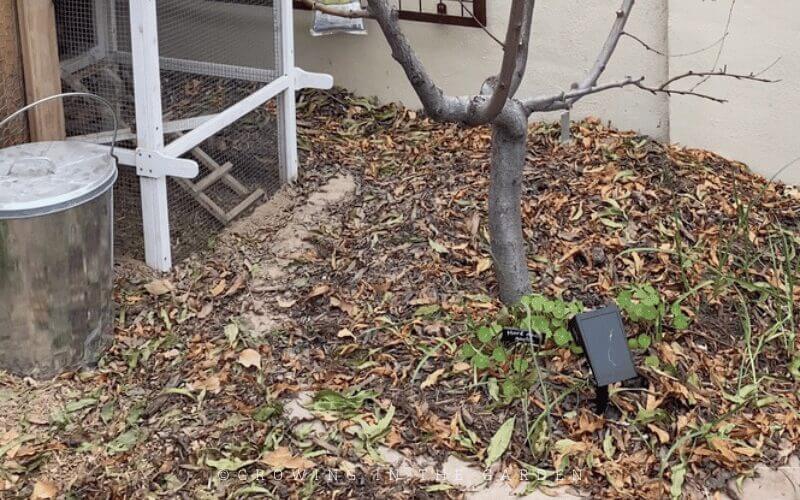 Which mulch to use in your garden