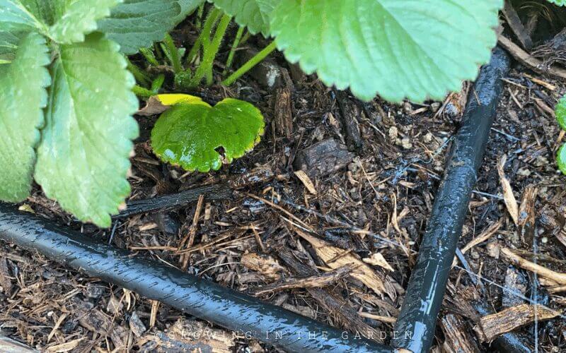 Mulching Your Garden: What to Use & How to Use it