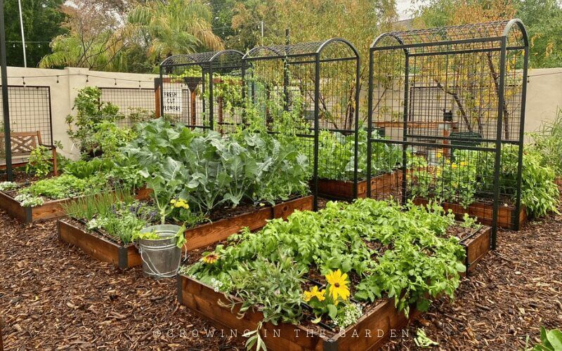 Which mulch to use in your garden