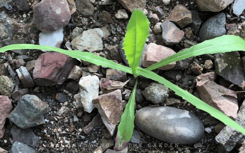 Mulching Your Garden: What to Use & How to Use it