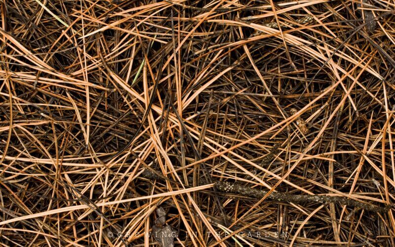 Pine needles are very light, airy, and easy to spread. One nice thing about pine needles is they don’t compact. Use a thick layer (3-4 inches) when using pine needles. 