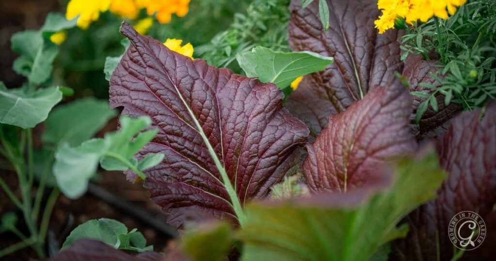 Large, deep red mustard greens with yellow flowers and green leaves in a garden setting.