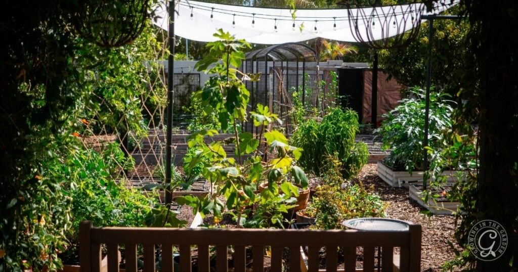 Lush backyard vegetable garden with a thoughtful raised bed garden design, green plants, and a wooden bench in the foreground.