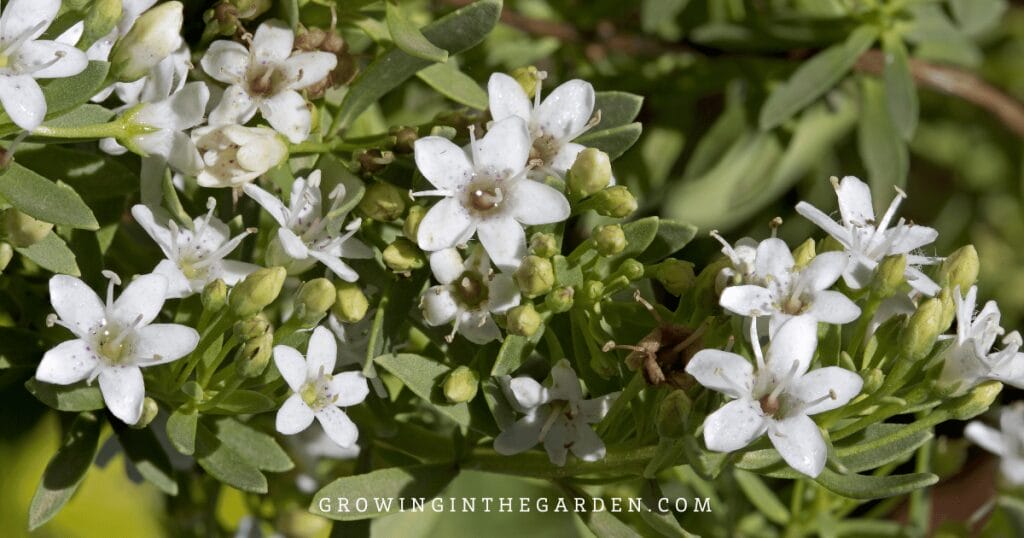 Lawn Alternatives: 10 Low-Water-Use Groundcovers for Hot Climates