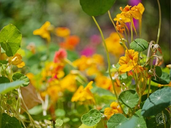 Jewel Blend Nasturtium featured image