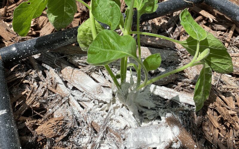 5 Best Ways to Keep Rollie Pollies from Destroying Your Garden - This post shares my favorite natural pill bug control methods. 