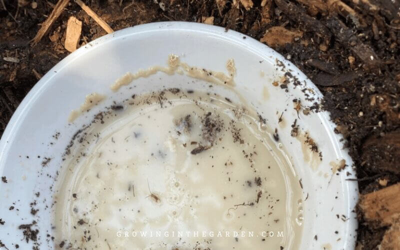 Rollie pollies collected from yeast trap