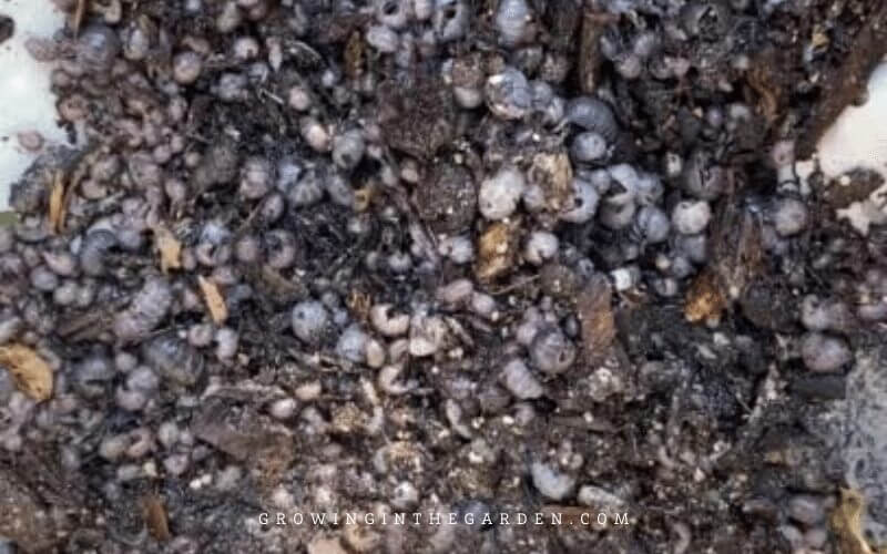 Rollie pollies collected from yeast trap