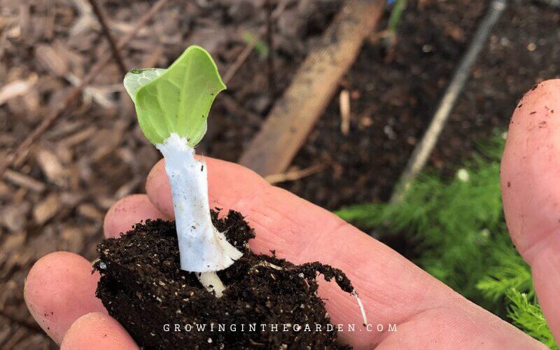 Paper collar to prevent pill bug damage to plants