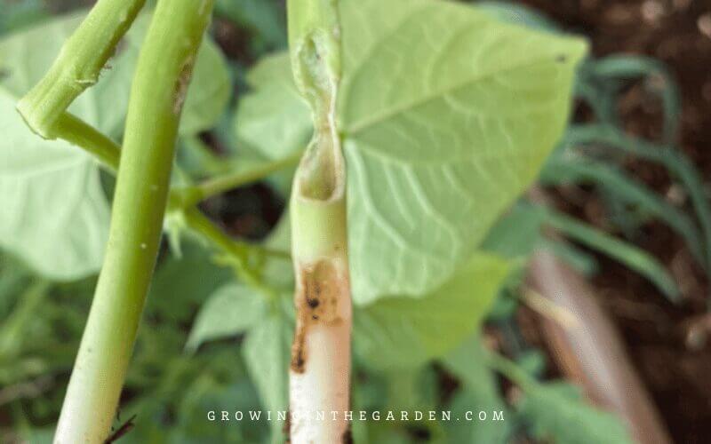Duct tape collar to prevent pill bug damage to plants
