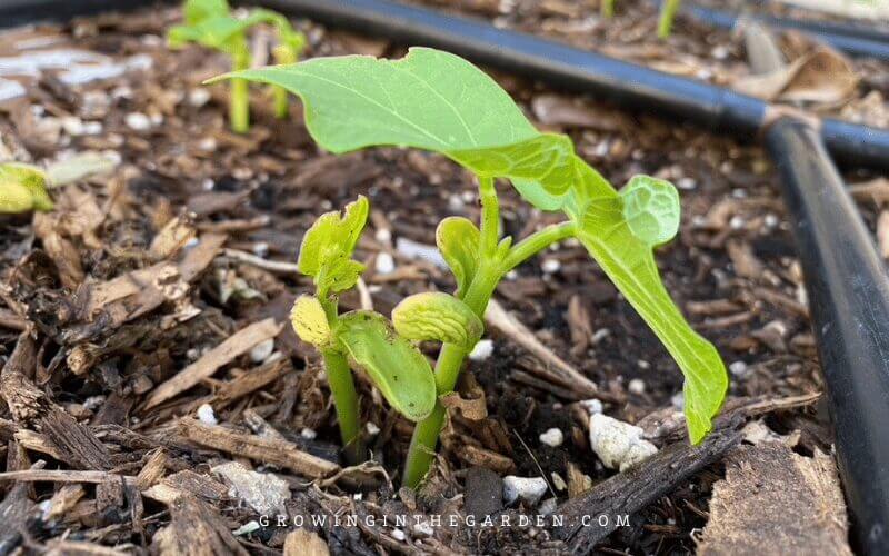 5 Best Ways to Keep Rollie Pollies from Destroying Your Garden - This post shares my favorite natural pill bug control methods. 