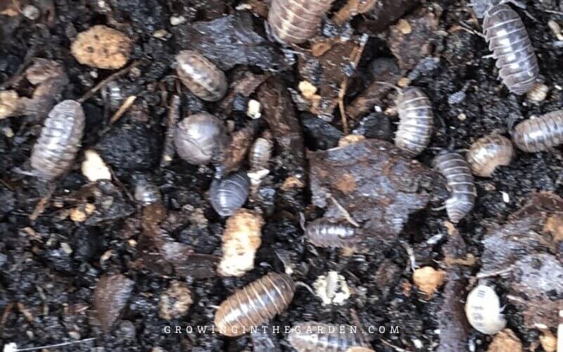 5 Best Ways to Keep Rollie Pollies from Destroying Your Garden - This post shares my favorite natural pill bug control methods. 