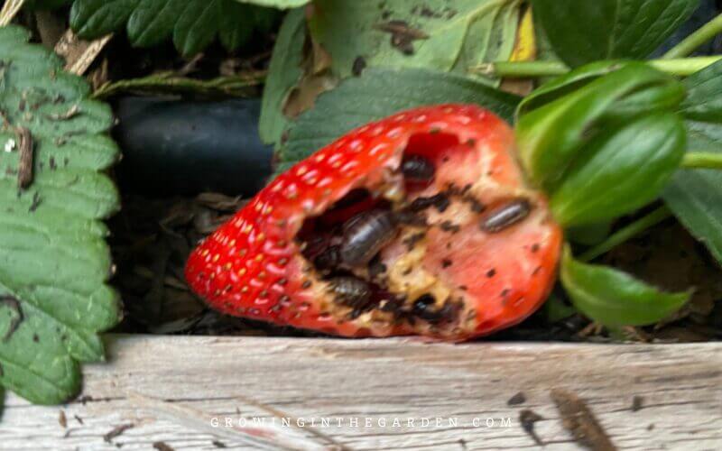 This post shares my favorite natural pill bug control methods. 