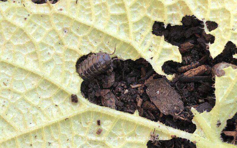 This post shares my favorite natural pill bug control methods. 