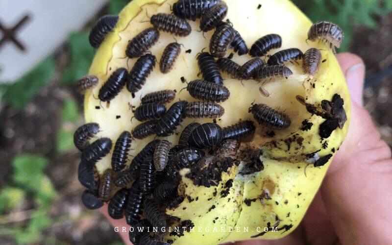 If an area of your garden has an overabundance of pill bugs, setting traps is an effective way to bring the numbers back in balance. Check traps daily, and remove and either discard or transplant the pill bugs to other areas of your yard. 