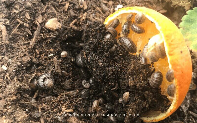 If an area of your garden has an overabundance of pill bugs, setting traps is an effective way to bring the numbers back in balance. Check traps daily, and remove and either discard or transplant the pill bugs to other areas of your yard. 