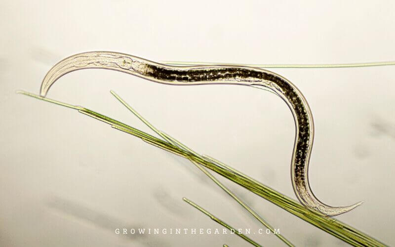 5 Best Ways to Keep Rollie Pollies from Destroying Your Garden - This post shares my favorite natural pill bug control methods. 