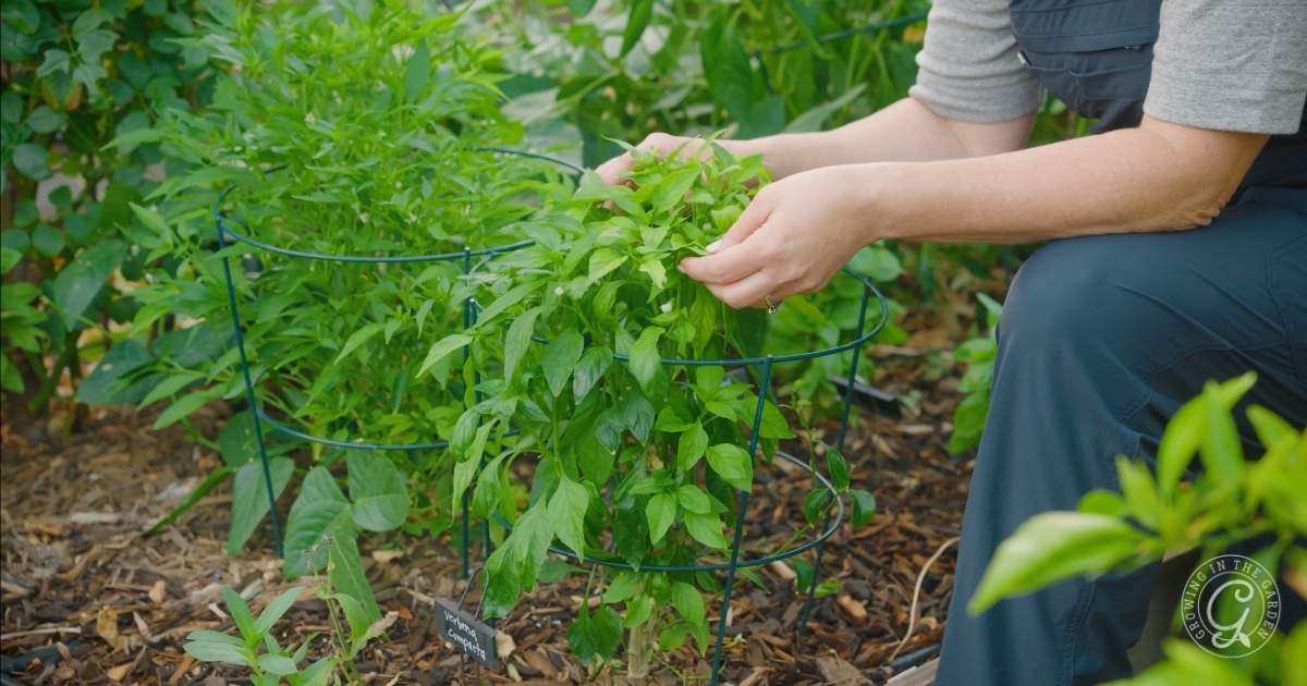 Getting Started: A Beginner's Guide to Gardening