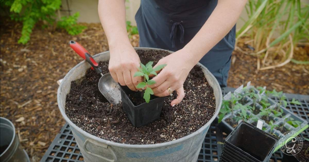 Getting Started: A Beginner's Guide to Gardening