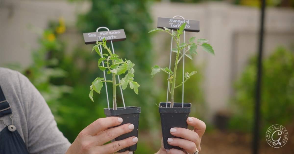 Getting Started: A Beginner's Guide to Gardening