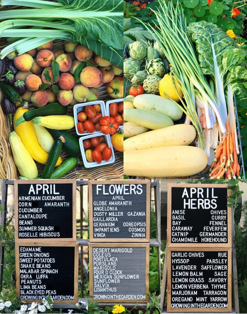 Arizona Planting Guide