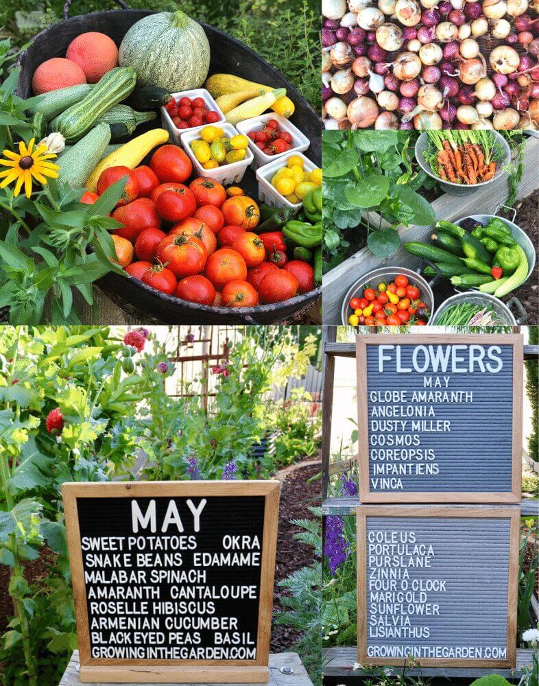 Arizona Planting Guide