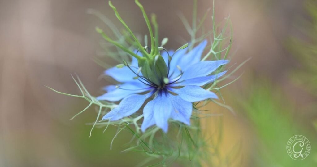 Close-up of a blue flower with delicate petals and green leaves, set against a blurred background—an inspiring scene for those following the Arizona Annual Flowers Planting Guide.