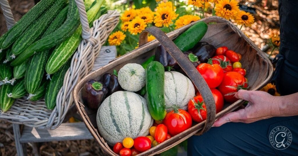 A hand holds a basket with melons, cucumbers, tomatoes, and peppers in a garden with yellow flowers—healthy produce that shows what’s possible when you avoid common vegetable gardening mistakes.
