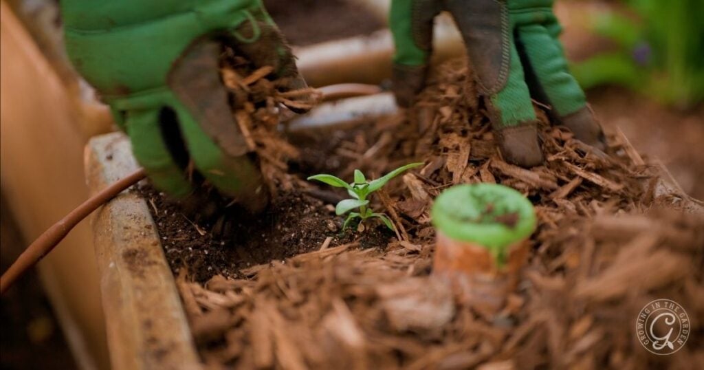 Gloved hands adding mulch around a small green plant in a garden bed, helping to avoid common vegetable gardening mistakes.