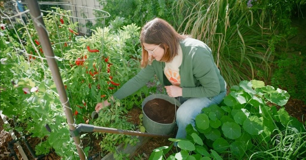 A woman tends to plants and picks vegetables in a lush, green garden on a sunny day, carefully avoiding common vegetable gardening mistakes.