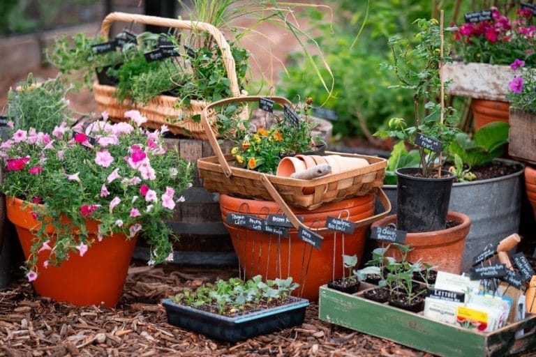 What to Plant in November in Arizona featured image