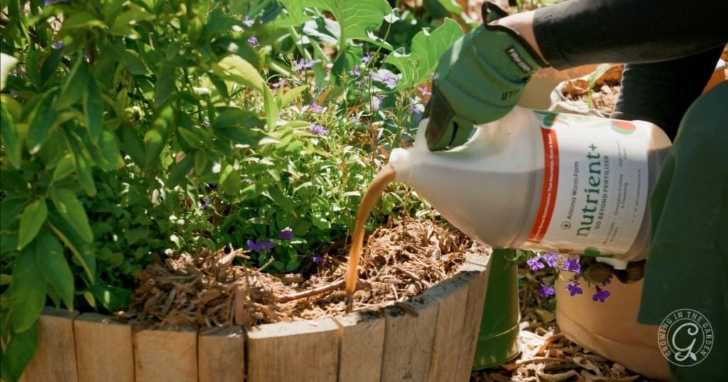 A person wearing green gloves pours liquid fertilizer from a white container onto mulch in a wooden garden planter with green plants and purple flowers, demonstrating how to fertilize citrus plants for healthy growth.