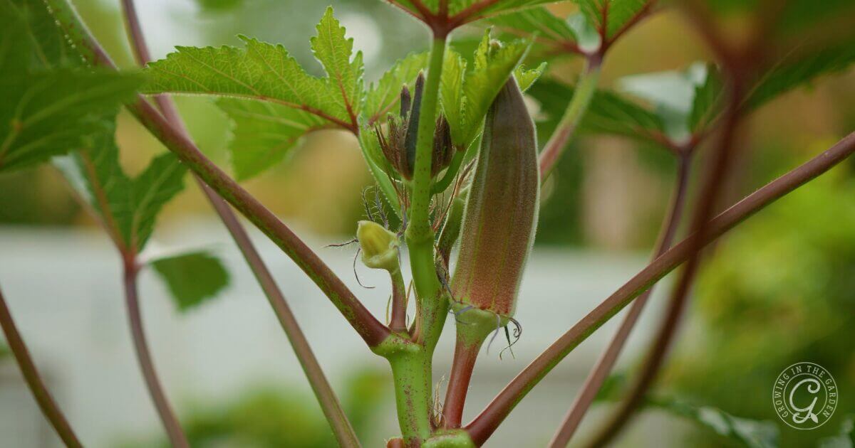 okra plant