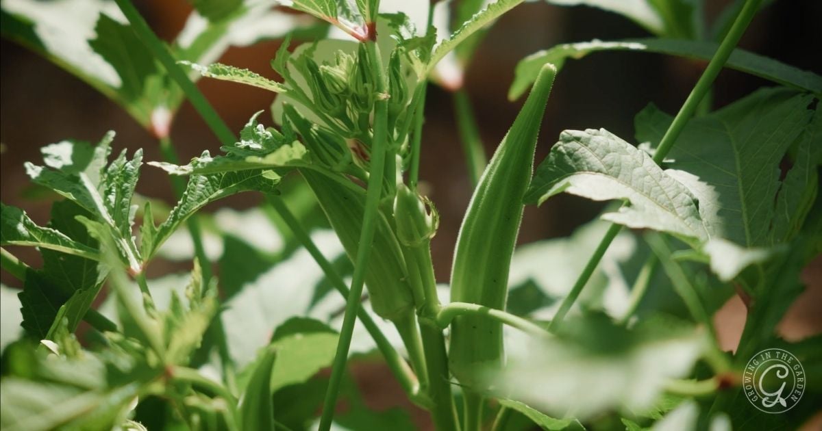Close-up of green okra pods growing on a plant with sunlight shining through the leaves—an example of vegetables that love hot summers.