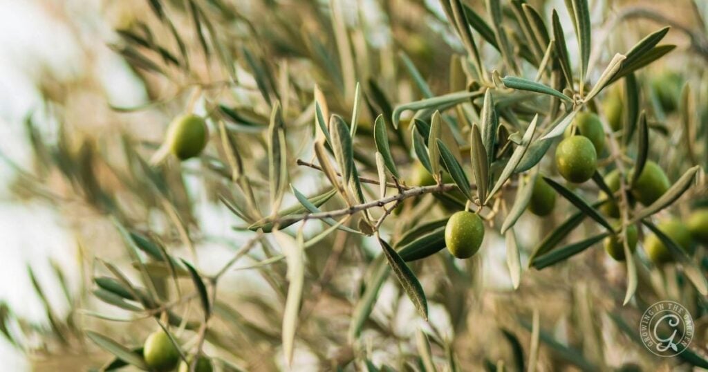Close-up of green olives growing on branches with slender leaves, as seen in the Arizona Fruit Planting Guide.