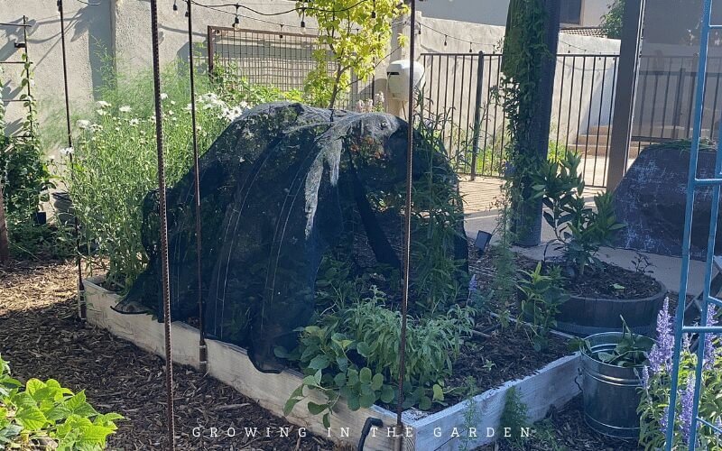 Drape shade cloth over ladder mesh block to shade plants.