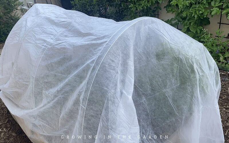 Use ladder mesh blocks as "hoop supports" for floating row cover for frost or insect protection.