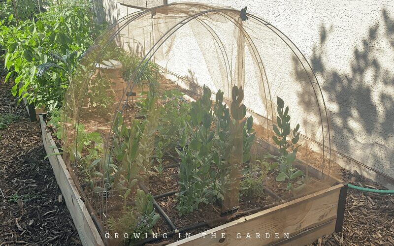 Cover them with tulle to protect newly-planted seeds and seedlings from birds.