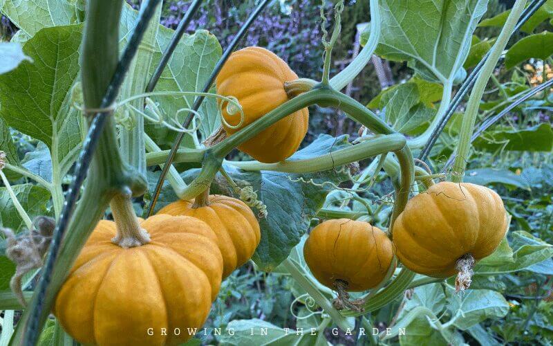 Add Vertical Space to Your Garden in 15 Seconds!