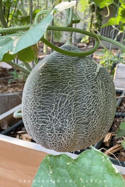 The Easiest Way to Add Vertical Space in the Garden #verticalgardening #gardenhack #gardening