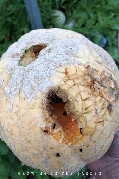 The Easiest Way to Add Vertical Space in the Garden #verticalgardening #gardenhack #gardening