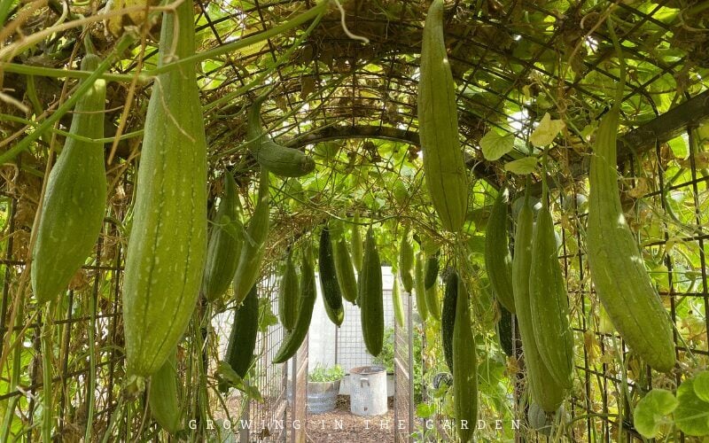 The Easiest Way to Add Vertical Space in the Garden #verticalgardening #gardenhack #gardening #laddermeshblock