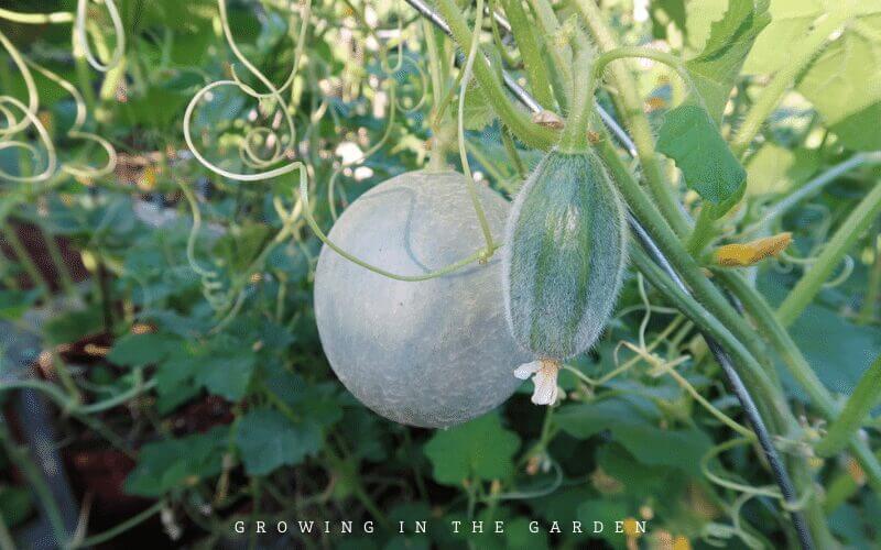 The Easiest Way to Add Vertical Space in the Garden #verticalgardening #gardenhack #gardening #laddermeshblock