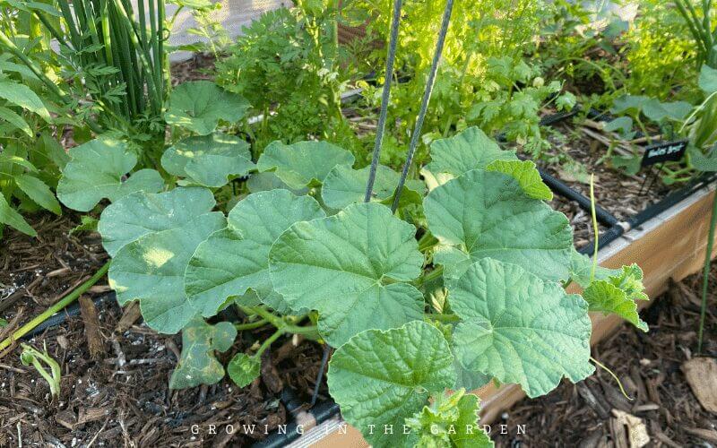 The Easiest Way to Add Vertical Space in the Garden #verticalgardening #gardenhack #gardening #laddermeshblock