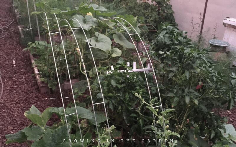 Use vining plants growing on ladder mesh block trellises to shade plants growing underneath.