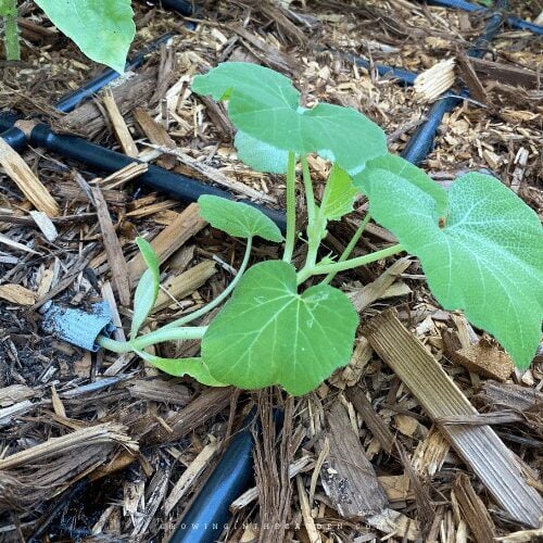 5 Best Ways to Keep Rollie Pollies from Destroying Your Garden